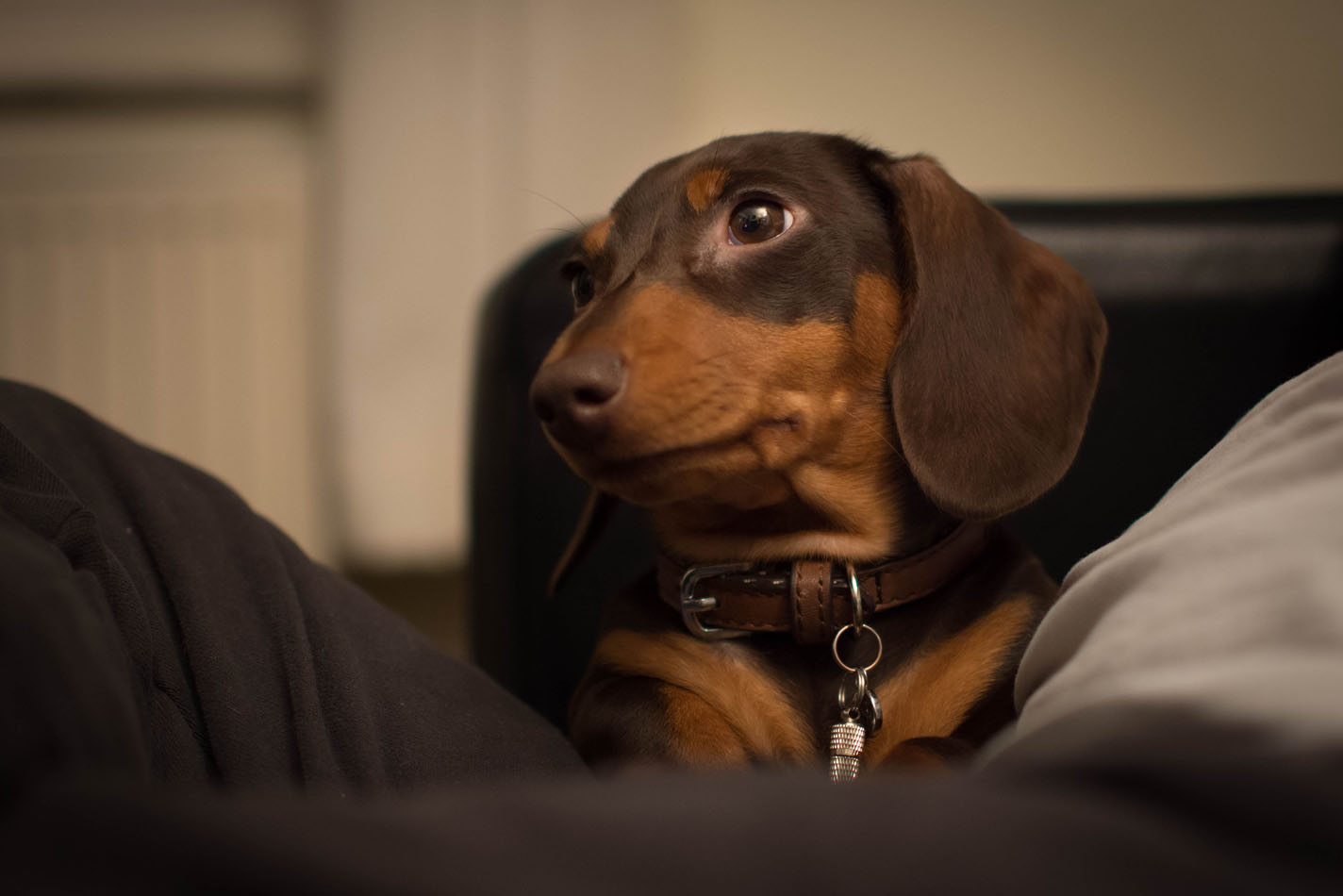 Cagnolino color cioccolato con orecchie pendenti seduto sulle ginocchia di una persona sul divano Cagnolino color cioccolato con orecchie pendenti seduto sulle ginocchia di una persona sul divano