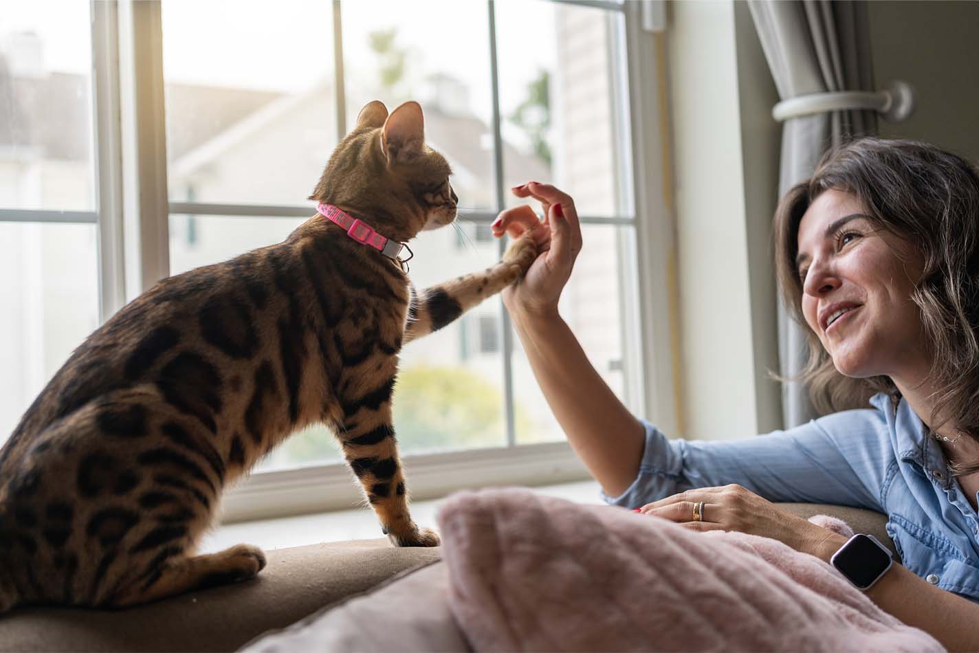 Gatto tartarugato seduto sullo schienale del divano solleva la zampa per toccare la mano di una donna Gatto tartarugato seduto sullo schienale del divano solleva la zampa per toccare la mano di una donna