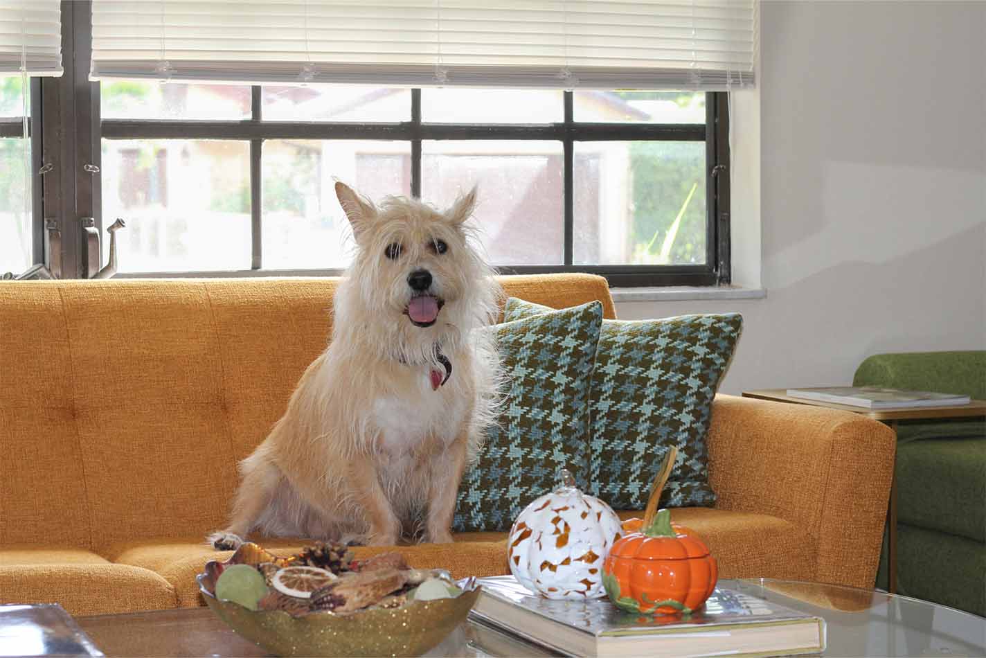 Cane bianco dal pelo arruffato seduto su un divano arancione davanti a un tavolino con zucche di Halloween Cane bianco dal pelo arruffato seduto su un divano arancione davanti a un tavolino con zucche di Halloween