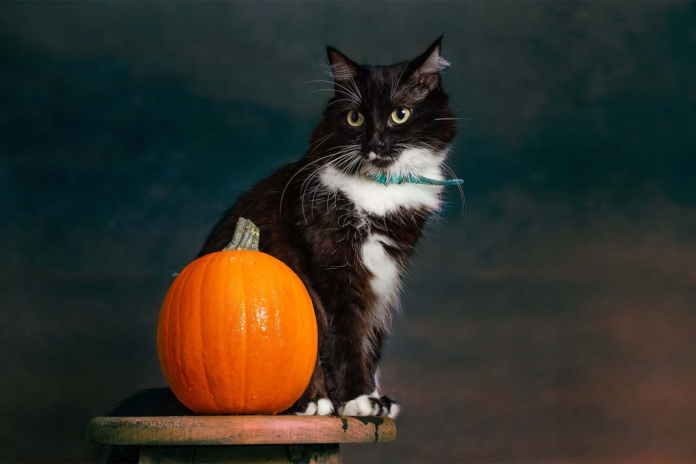 Gatto bianco e nero seduto su un tavolino accanto a una zucca di Halloween Gatto bianco e nero seduto su un tavolino accanto a una zucca di Halloween