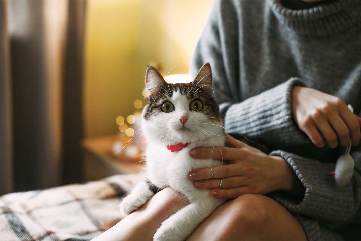 Gatto bianco seduto sulle ginocchia di una donna, con aria sorpresa Gatto bianco seduto sulle ginocchia di una donna, con aria sorpresa