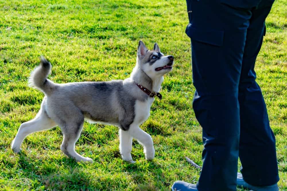 cucciolo-di-husky-che-guarda-il-proprietario-SW