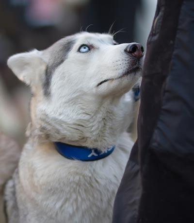 Siberian Husky Dog Looking at His Owner.  Husky with blue eyes and blue collar staring up at owner.