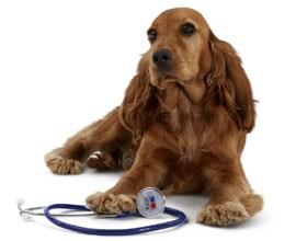 Immagine di un cane Immagine di un cane