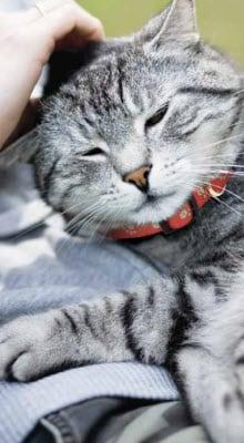 Gatto che dorme