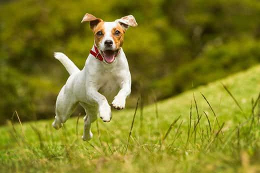 jack-russell-in-red-collar-runs-through-field-SW Jack Russell Parson dog runs in a field of grass.