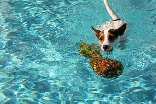 Cane Jack Russell Terrier nuota verso un ananas che galleggia in una piscina.