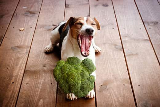 Cane Jack Russell sdraiato su pavimento in legno sbadiglia tenendo un broccolo tra le zampe.