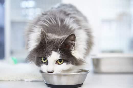 long-haired-gray-white-cat-eating-from-metal-bowl-SW Gatto a pelo lungo bianco e grigio che mangia dalla ciotola
