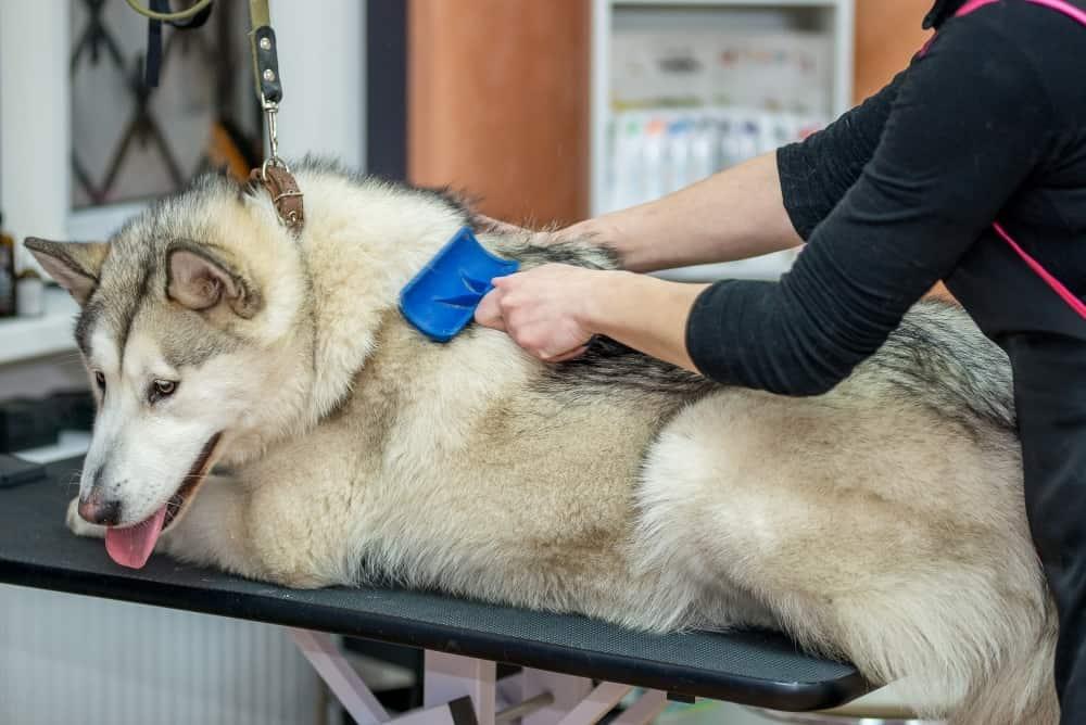 malamute-getting-groomed-SW Alaskan Malamute in un salone di toelettatura professionale