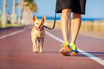 Cane e padrone a passeggio Cane marrone di piccola taglia con collare rosso cammina al guinzaglio di fianco a un uomo sul lungomare.