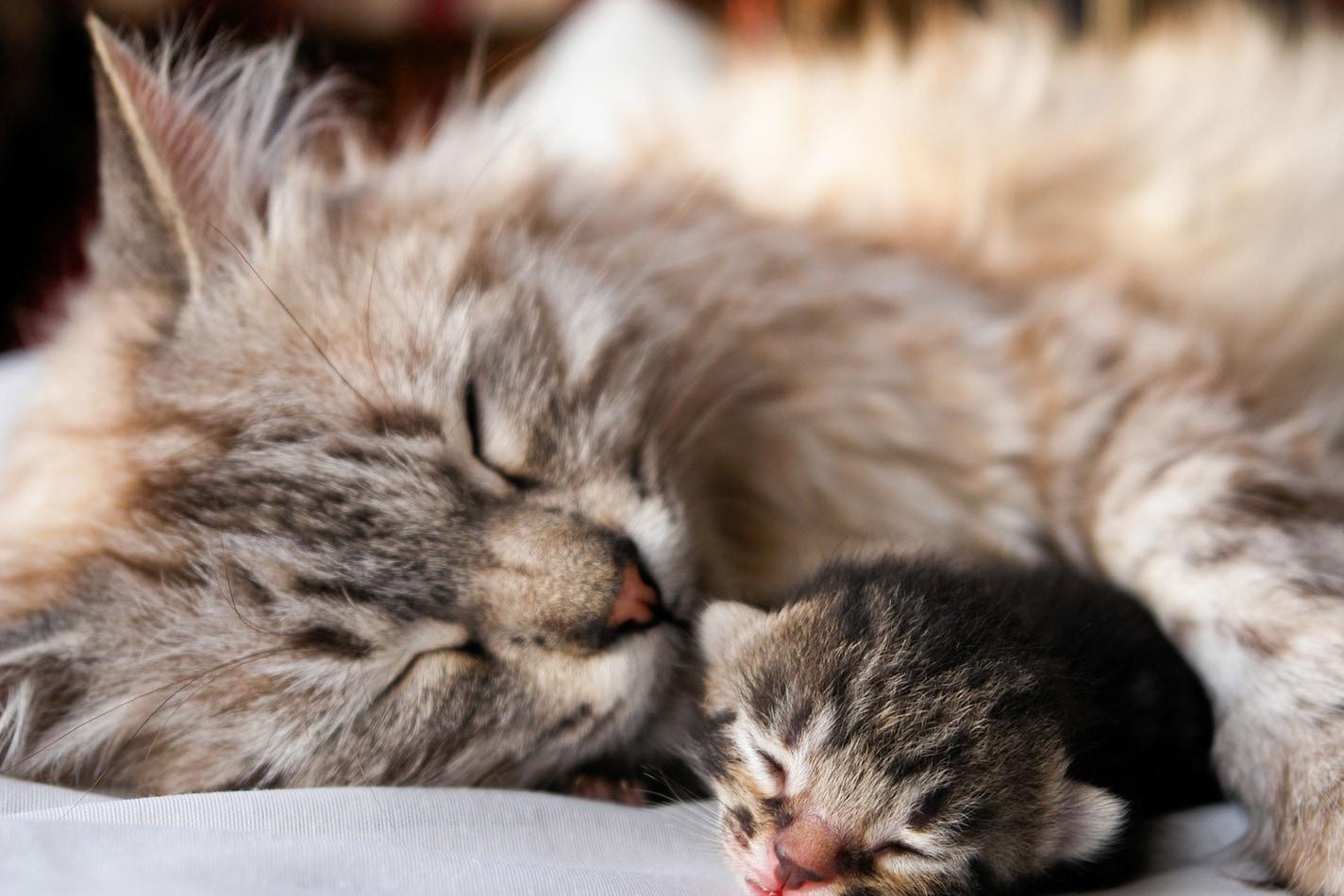 Mamma gatta a pelo lungo dorme con la zampa che avvolge un gattino appena nato.