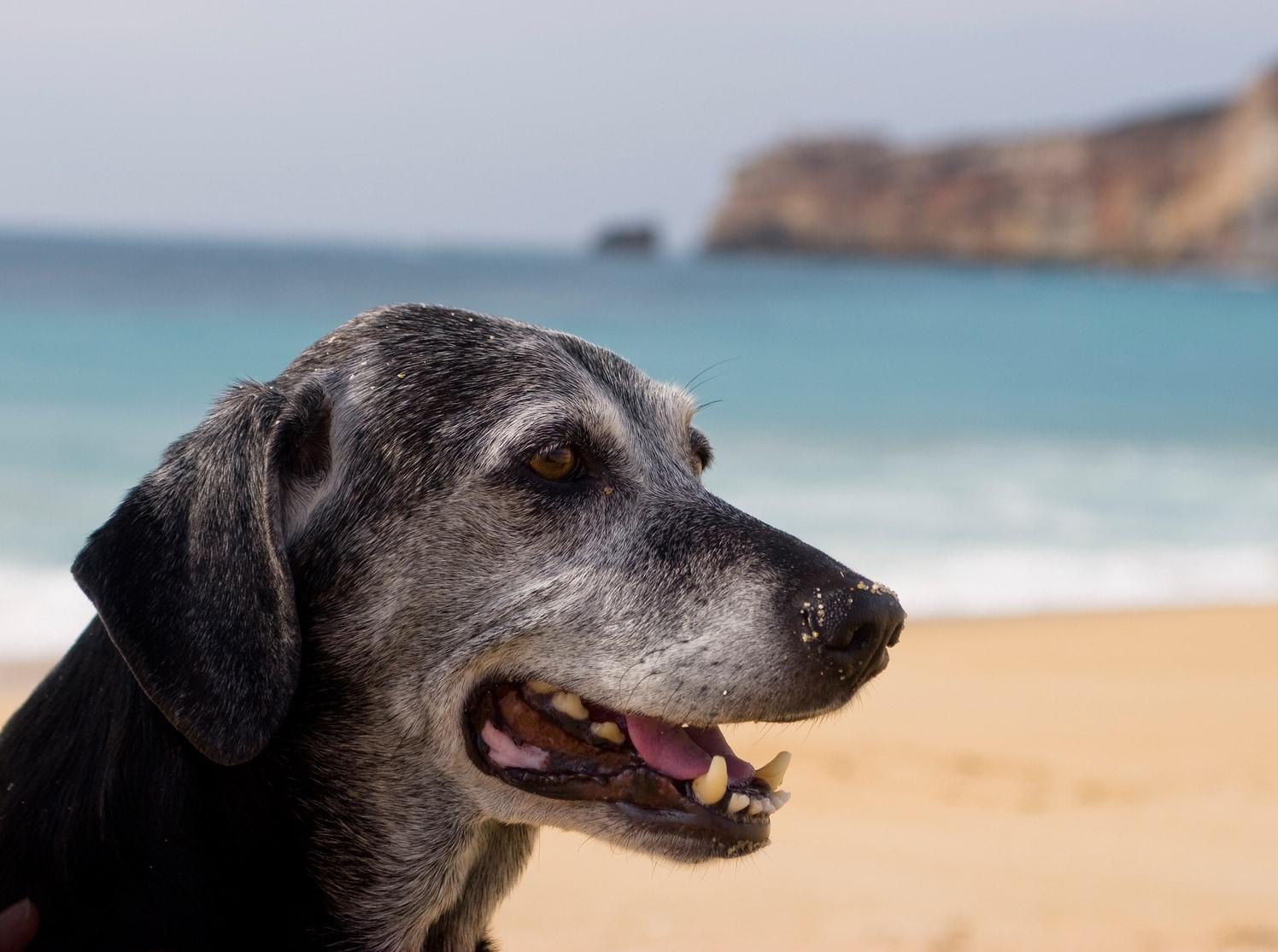 cane-anziano-sulla-spiaggia Anziano cane nero con il muso ingrigito seduto sulla spiaggia, con l'oceano sullo sfondo.