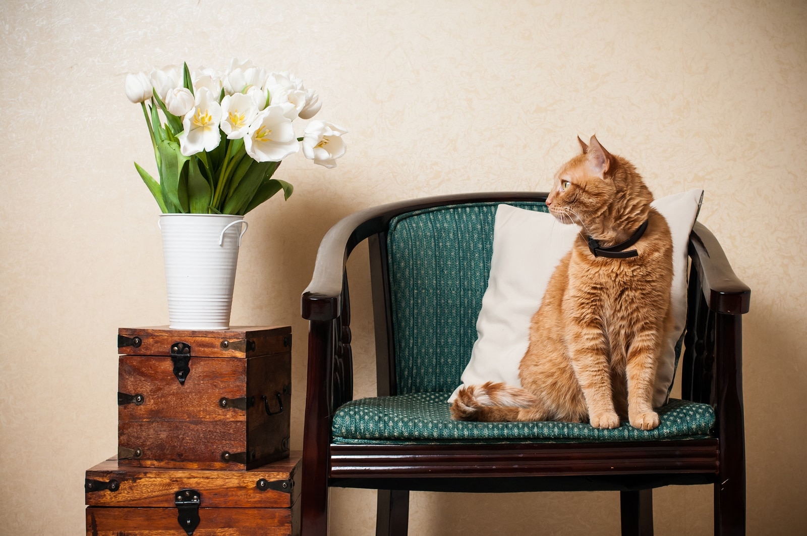 orange-tabby-sitting-in-wooden-chair Home interior, cat sitting in an armchair, a wall and a bouquet of white tulips