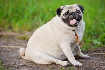 Little Fat Pug overweight pug panting