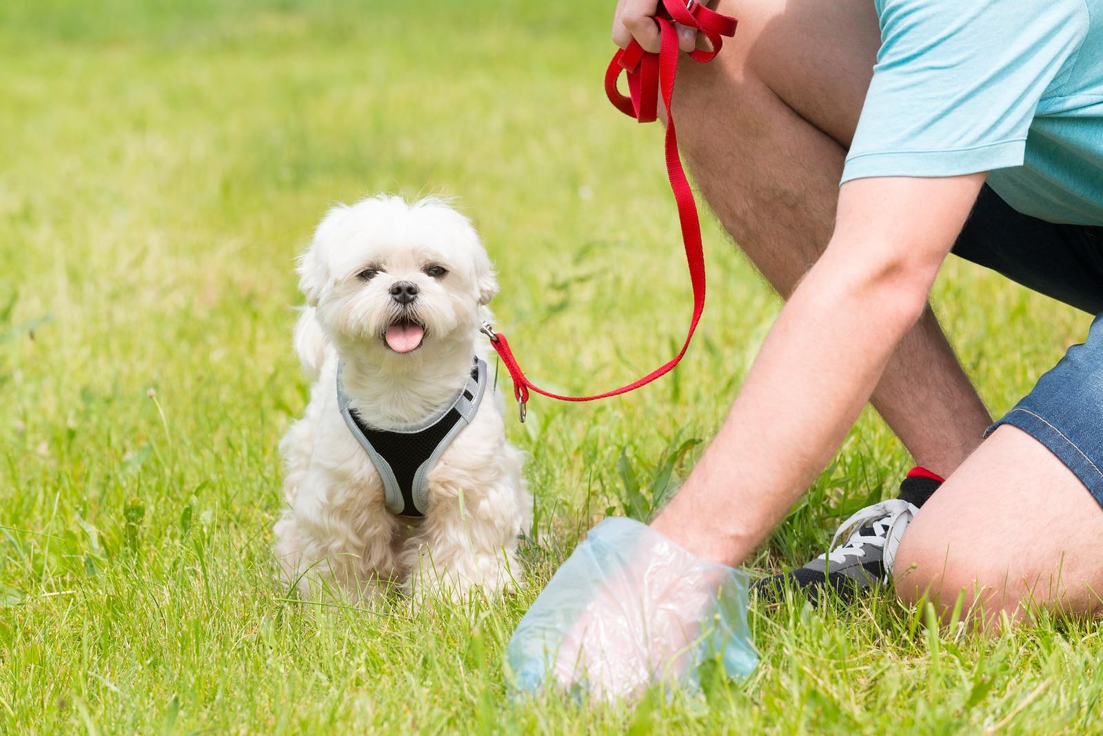Proprietario raccoglie i bisogni del proprio cane con un sacchetto di plastica