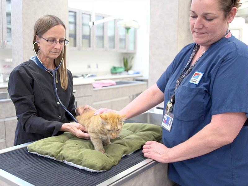 Veterinaria e assistente esaminano un gattino arancione sul tavolo.