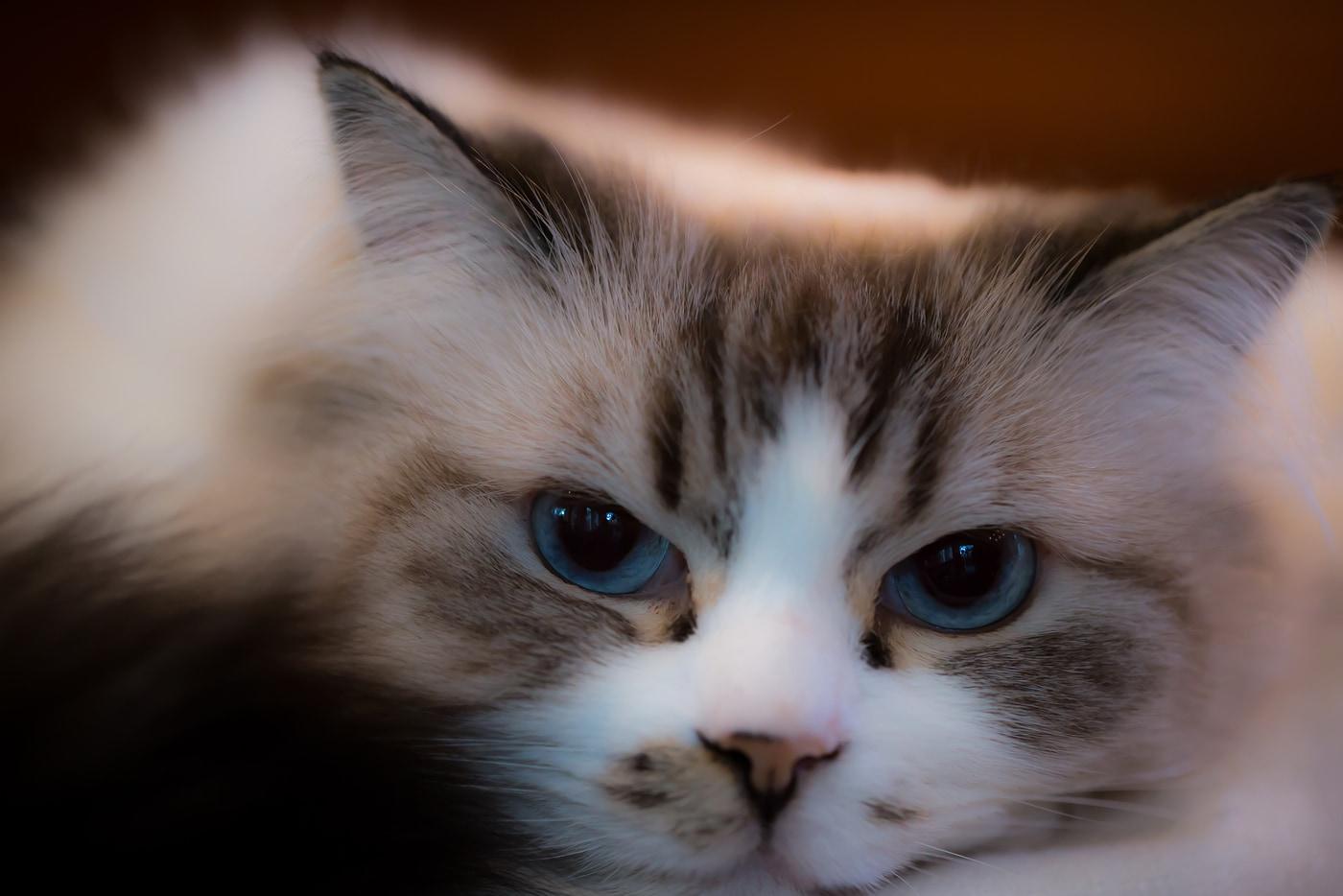 gatto-ragdoll-con-occhi-blu Bel gatto Ragdoll con grandi occhi blu.