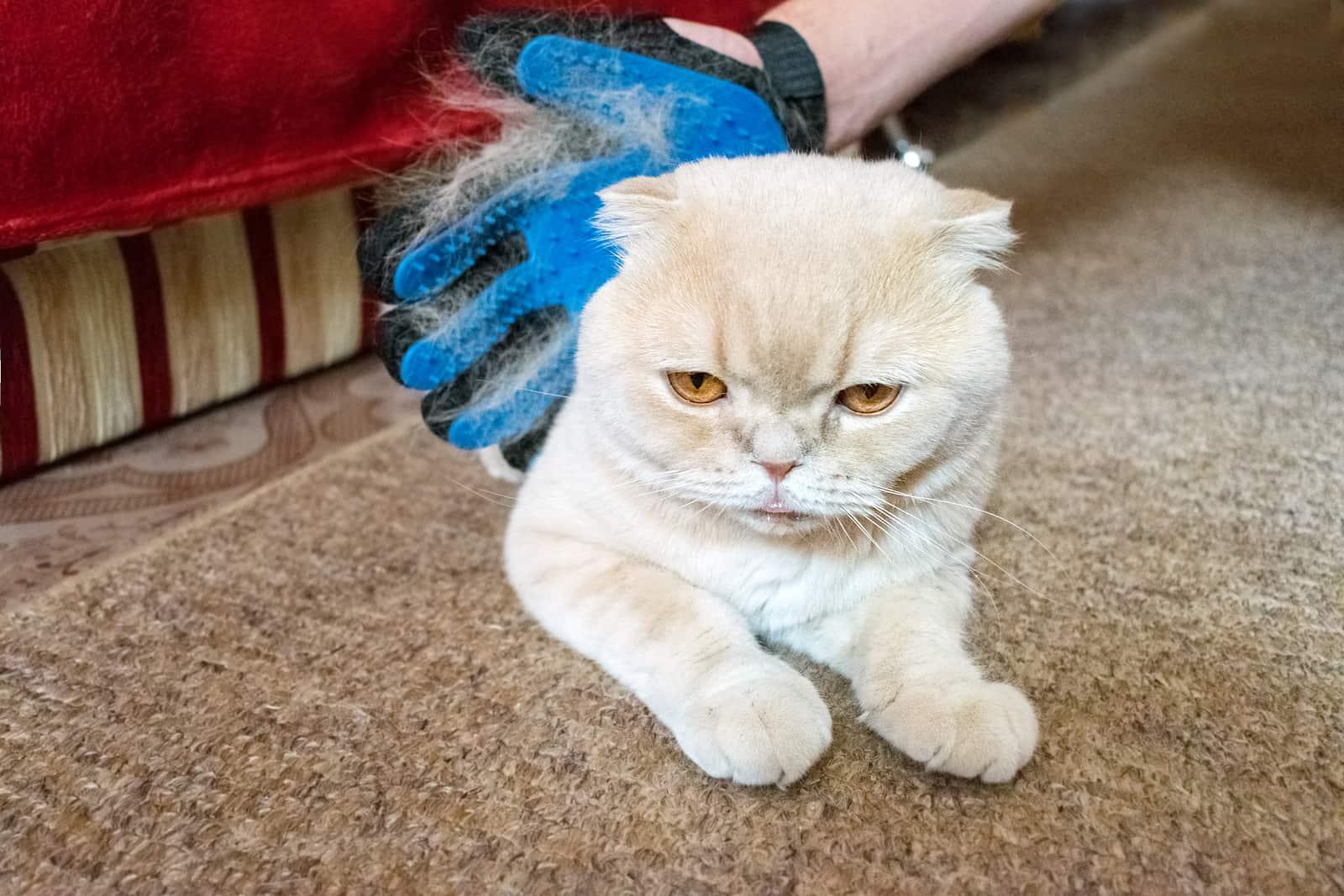 rubber-glove-removes-hair-from-cat-SW Guanto in gomma che rimuove il pelo in eccesso su un gatto.