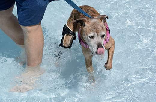 cane-anziano-in-riabilitazione-in-piscina Boxer meticcio anziano con muso bianco che indossa un tutore ortesico per nuotare in piscina.
