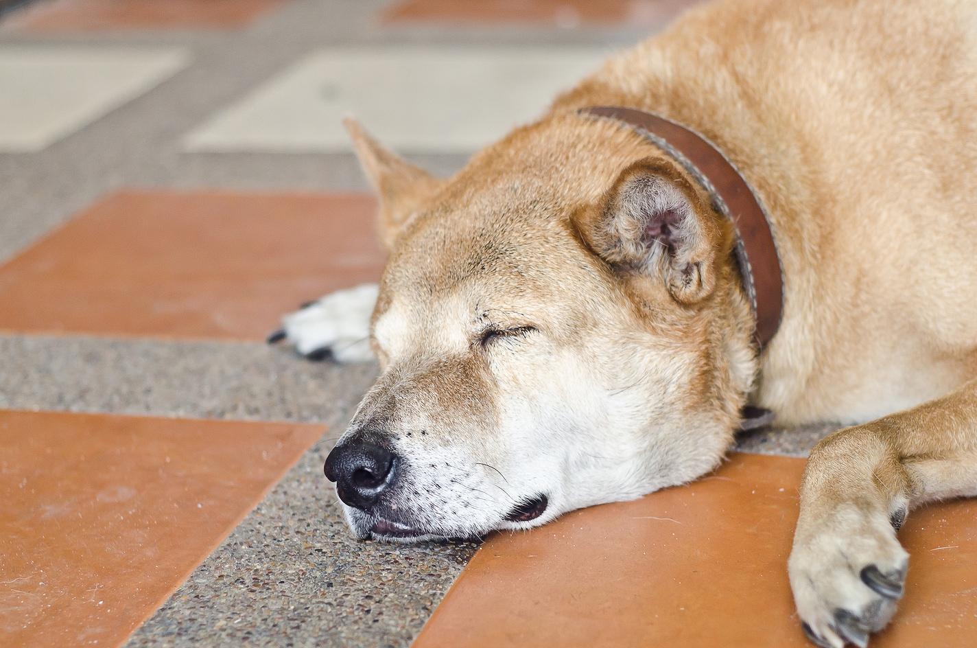 Shiba Inu dorme su un pavimento con piastrelle arancioni e grigie