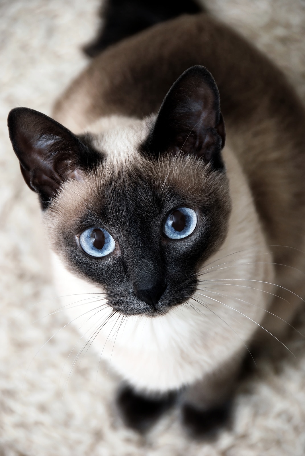 siamese-cat-looking-up Siamese cat with big, bright blue eyes sits staring up.