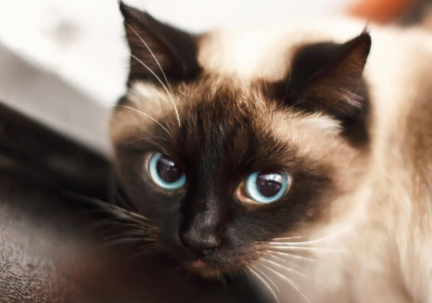 gattino-siamese Gattino siamese dagli occhi blu.