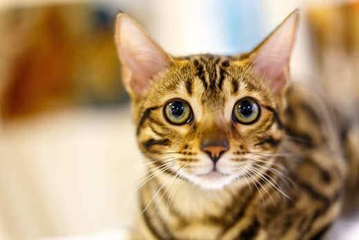 Gatto tigrato magro con grandi occhi gialli.