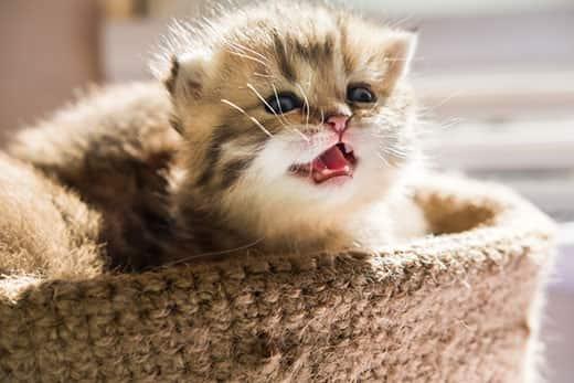 gattino-piccolo-miagola-in-cestino-SW Gattino piccolo in un cestino che miagola.