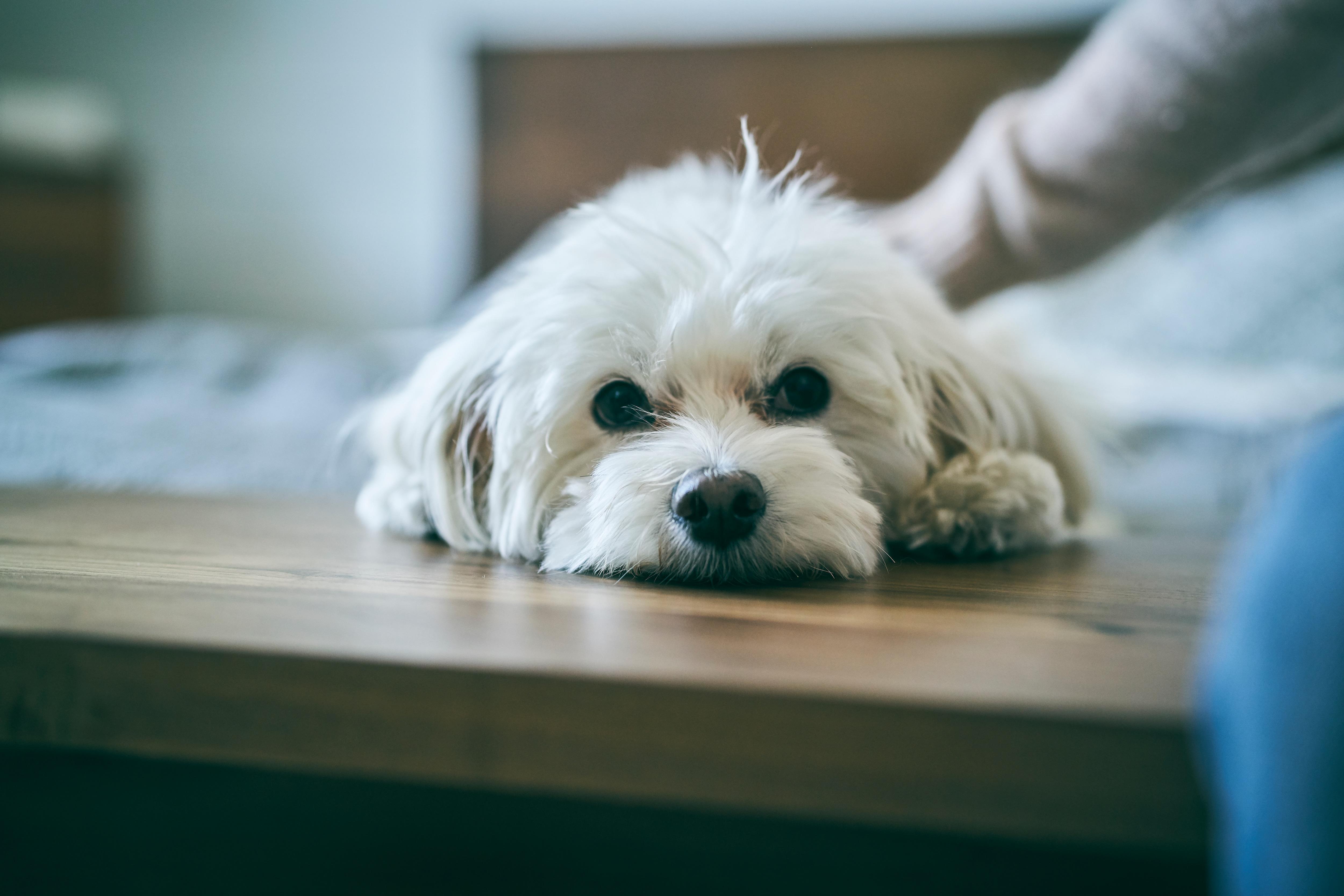above-view-of-cat-in-cardboard-box-SW
