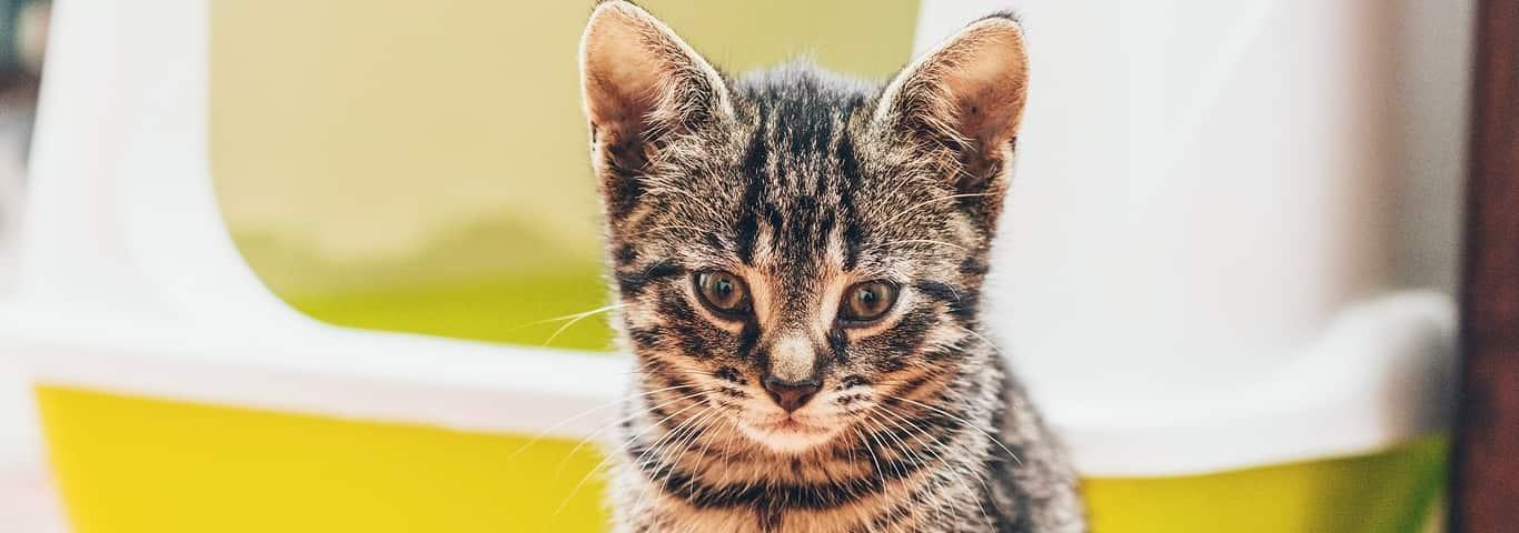 tabby-kitten-in-front-of-yellow-litter-box. Tabby kitten with head bowed sits in front of a yellow enclosed litter box.