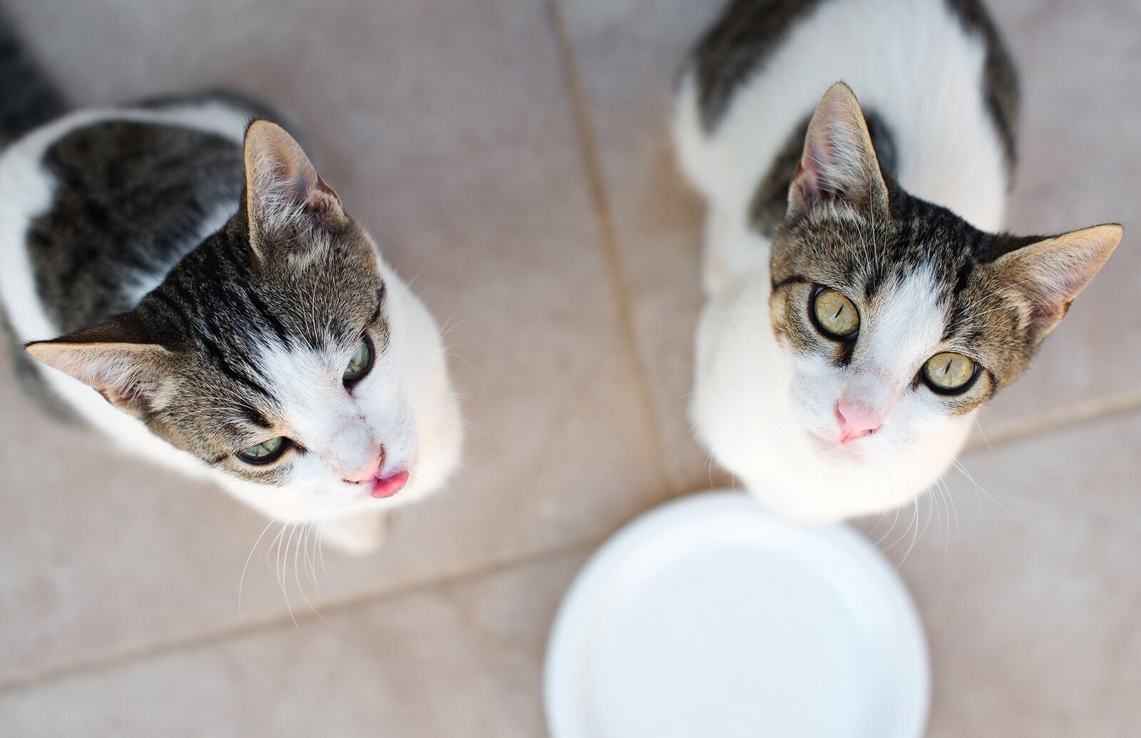 two-white-gray-cats-looking-up Two gray and white cats look up in anticipation.