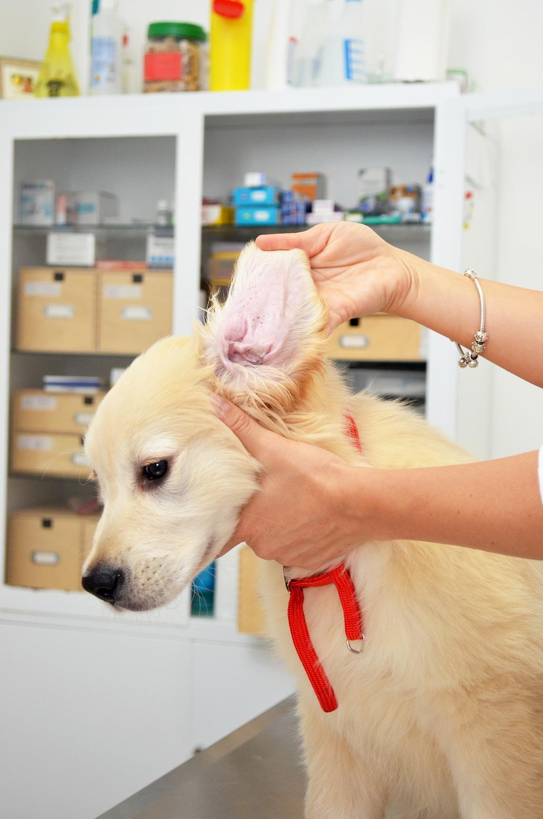Controllo delle orecchie di un Golden Retriever dal veterinario
