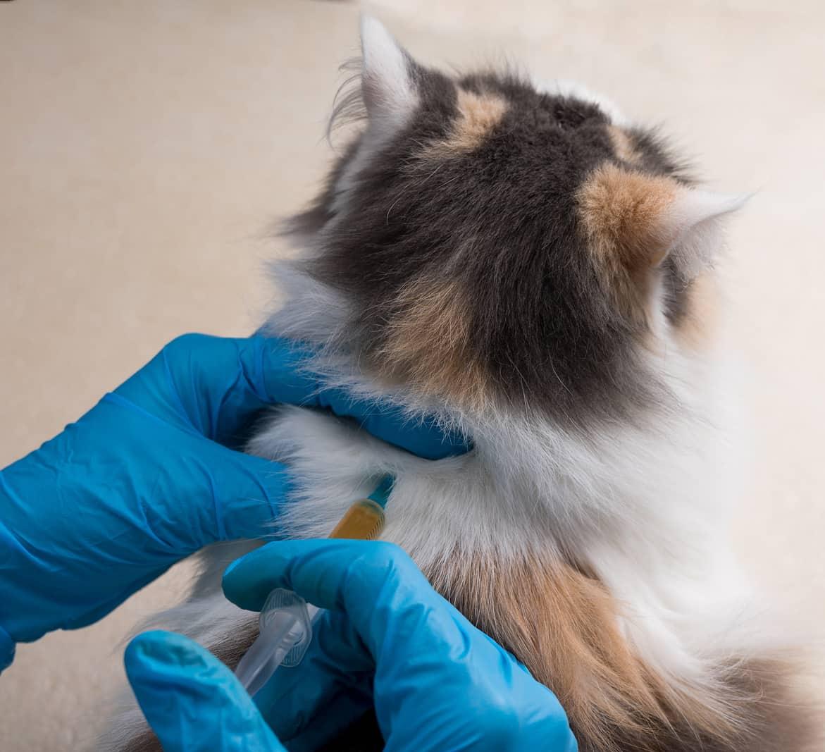 veteterinario-fa-iniezione-gatto-tricolore-SW Paio di mani con guanti blu in lattice che fa un'iniezione sulla schiena a un gatto tricolore.