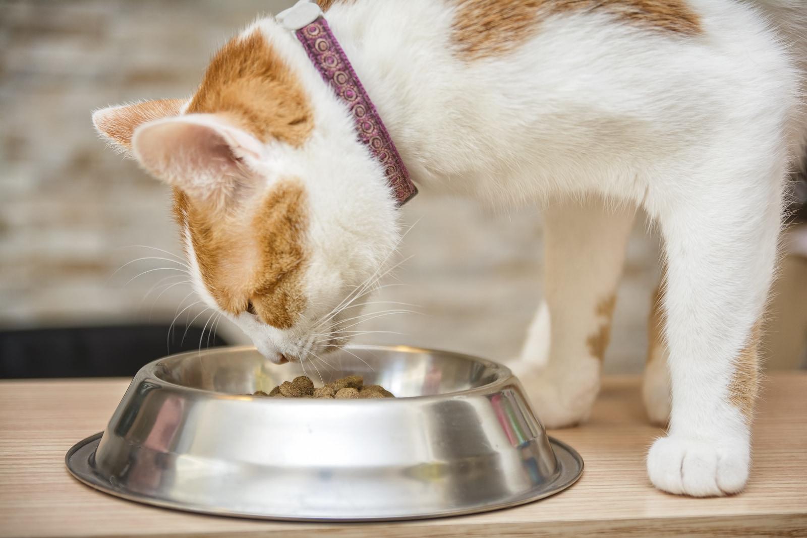 white-and-orange-cat-eating-out-of-bowl Gatto rosso e bianco con collare mangia da una ciotola in metallo