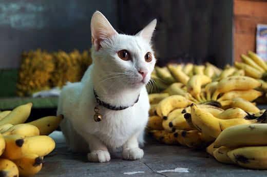gatto bianco seduto vicino a grandi quantità di banane gatto bianco seduto vicino a grandi quantità di banane gatto bianco seduto vicino a grandi quantità di banane gatto bianco seduto vicino a grandi quantità di banane