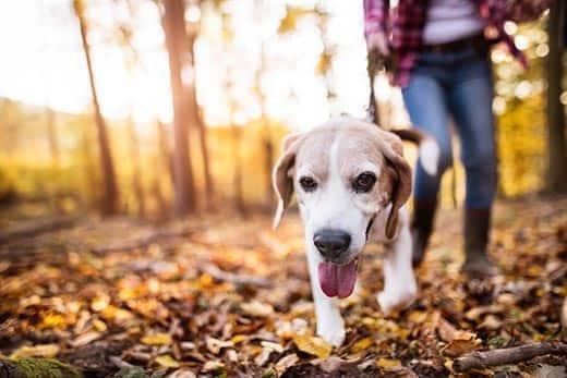 woman-and-beagle-walk-through-autumn-forest-SW woman walks a beagle through the forest during autumn.