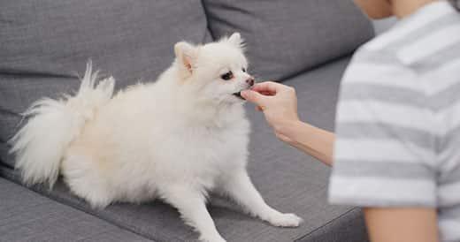 mano-femminile-dà-da-mangiare-pomerania-SW Mano femminile che dà da mangiare a un pomerania biondo seduto su un divano in tessuto grigio.