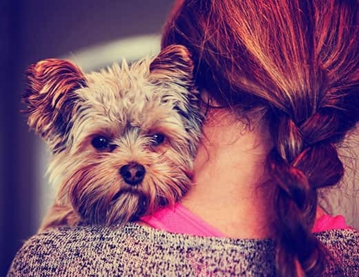 Un dolce yorkshire terrier che fa capolino dalla spalla di una donna