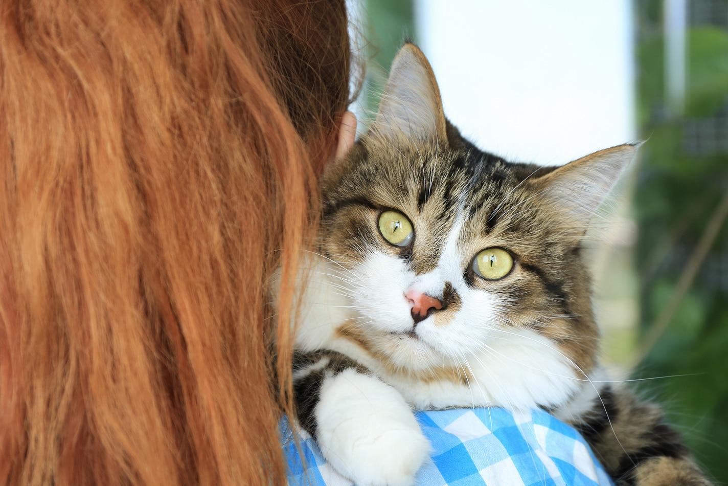 woman-holds-cat-over-right-shoulder Woman in blue checkered shirt holds fluffy cat over her right shoulder.