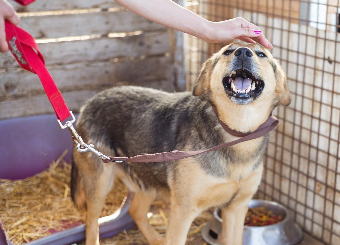 woman-petting-shelter-dog Woman petting a dog on red leash at shelter.