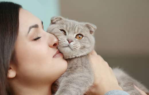donna-coccola-gatto-scottish-fold-grigio-SW Donna tiene un gatto Scottish fold grigio vicino al suo viso per coccolarlo.