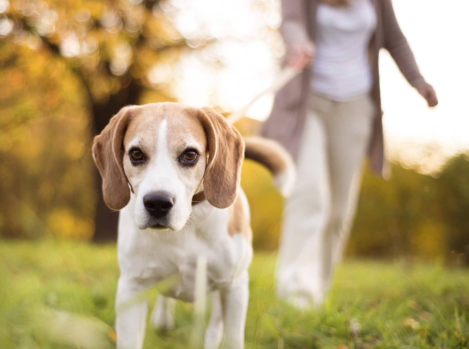 donna-porta-a-passeggio-beagle-SW