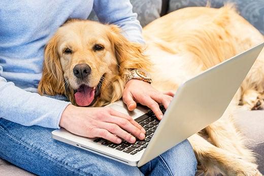 Woman typing on laptop while dog lays in her lap Woman typing on laptop while dog lays in her lap