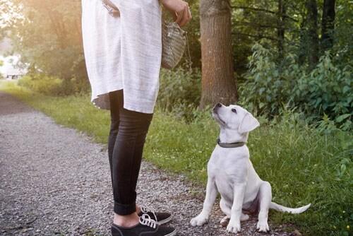 yellow-lab-puppy-sitting-outdoors Woman teaching a yellow lab puppy to sit outdoors