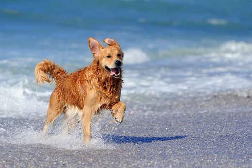 Giovane Golden retriever corre sulla spiaggia
