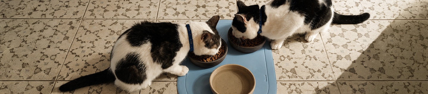 Due gatti bianchi e neri mangiano dalle ciotole su un tappetino blu