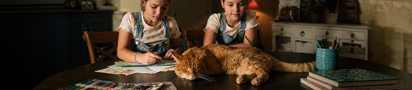 Gatto rosso dorme su un tavolo mentre due gemelline fanno i compiti