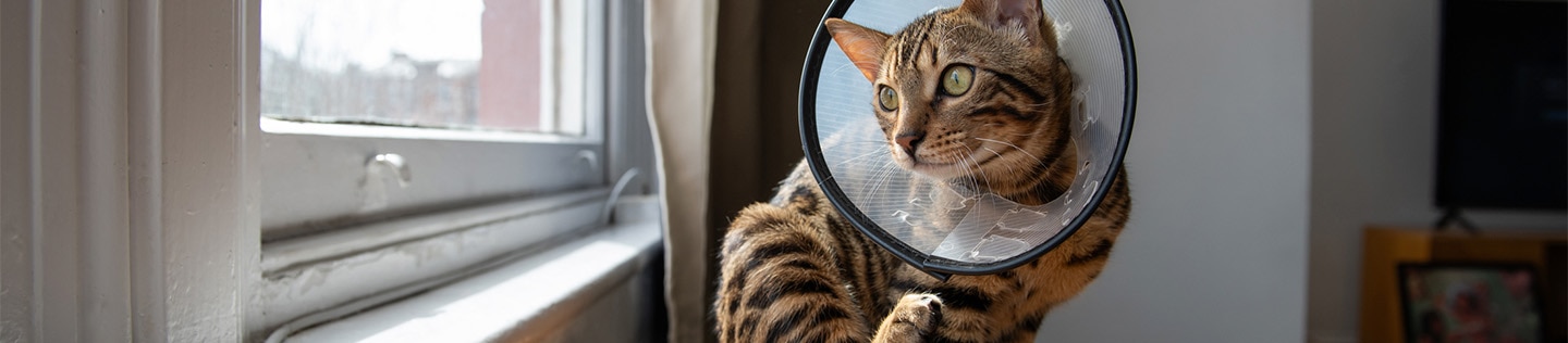 Gatto tigrato con un collare protettivo, seduto su un tavolo, guarda fuori dalla finestra mentre solleva una zampa posteriore