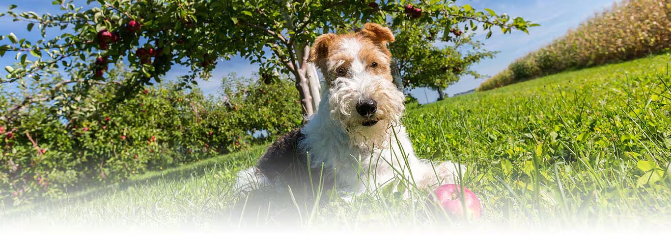 Foto di un cane Wire Fox Terrier